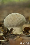 Plooivoetstuifzwam (Calvatia excipuliformis)