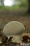 Plooivoetstuifzwam (Calvatia excipuliformis)