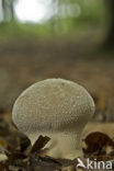 Pestle-Shaped Puffball (Calvatia excipuliformis)