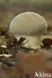 Plooivoetstuifzwam (Calvatia excipuliformis)