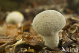 Plooivoetstuifzwam (Calvatia excipuliformis)