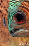 Poetsvis (Labroides dimidiatus)