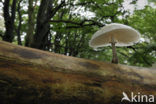 Porcelain fungus (Oudemansiella mucida)