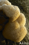 Pruikzwam (Hericium erinaceus) 