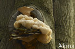 Bearded tooth (Hericium erinaceus)