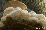 Bearded tooth (Hericium erinaceus)