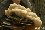 Bearded tooth (Hericium erinaceus)