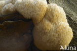 Bearded tooth (Hericium erinaceus)
