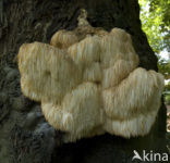 Bearded tooth (Hericium erinaceus)