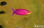 Purper vlagbaars (Pseudanthias tuka)