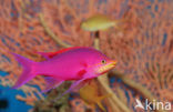 Purper vlagbaars (Pseudanthias tuka)