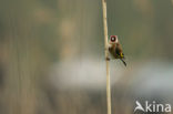 European Goldfinch (Carduelis carduelis)