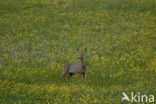 Roe Deer (Capreolus capreolus)