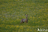 Roe Deer (Capreolus capreolus)