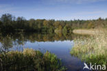 Riet (Phragmites australis)