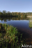 Riet (Phragmites australis)