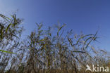 Riet (Phragmites australis)