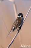 Reed Bunting (Emberiza schoeniclus)