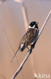 Rietgors (Emberiza schoeniclus)