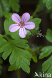 Robert geranium (Geranium robertianum)