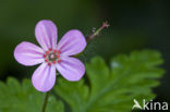 Robert geranium (Geranium robertianum)