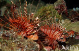 Rode koraalduivel (Pterois antennata)