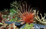 Spotfin lionfish (Pterois antennata)