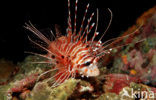 Spotfin lionfish (Pterois antennata)