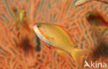 Rode vlaggebaars (Pseudanthias squamipinnis)