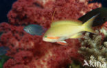 Rode vlaggebaars (Pseudanthias squamipinnis)