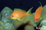 Rode vlaggebaars (Pseudanthias squamipinnis)