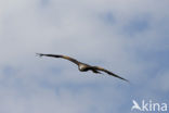Red Kite (Milvus milvus) 