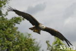 Red Kite (Milvus milvus) 