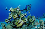 Red sea bannerfish (Heniochus intermedius)