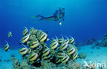 Red sea bannerfish (Heniochus intermedius)