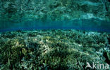 Red sea
