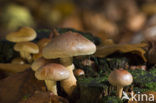 Rode zwavelkop (Psilocybe sublateritia)