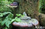Red Banded Polypore (Fomitopsis pinicola)