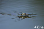 Common pond skater (Gerris lacustris)