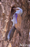 Scharrelaar (Coracias garrulus) 