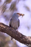 Scharrelaar (Coracias garrulus) 