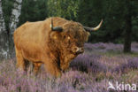 Highland Cow (Bos domesticus)