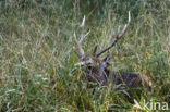 Sika Deer (Cervus nippon)