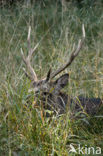 Sika Deer (Cervus nippon)