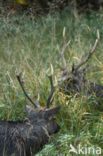 Sika Deer (Cervus nippon)