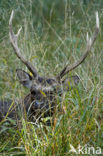 Sika Deer (Cervus nippon)