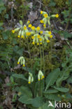 Slanke sleutelbloem (Primula elatior)