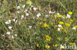 Narrow leaved flax (Linum tenuifolium)