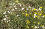 Smal vlas (Linum tenuifolium)