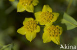 False Thorow-wax (Bupleurum subovatum)